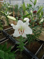 [4357 Premium Blond VWS No01.JPG]